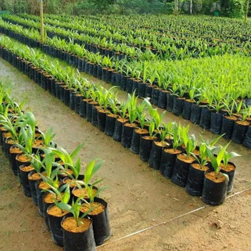 Bags for Seedlings | 100pc Thickened PE Pots | Breathable Holes - Thumbnail 4
