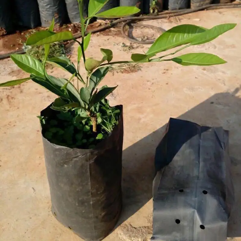 Bags for Seedlings | 100pc Thickened PE Pots | Breathable Holes - Thumbnail 3