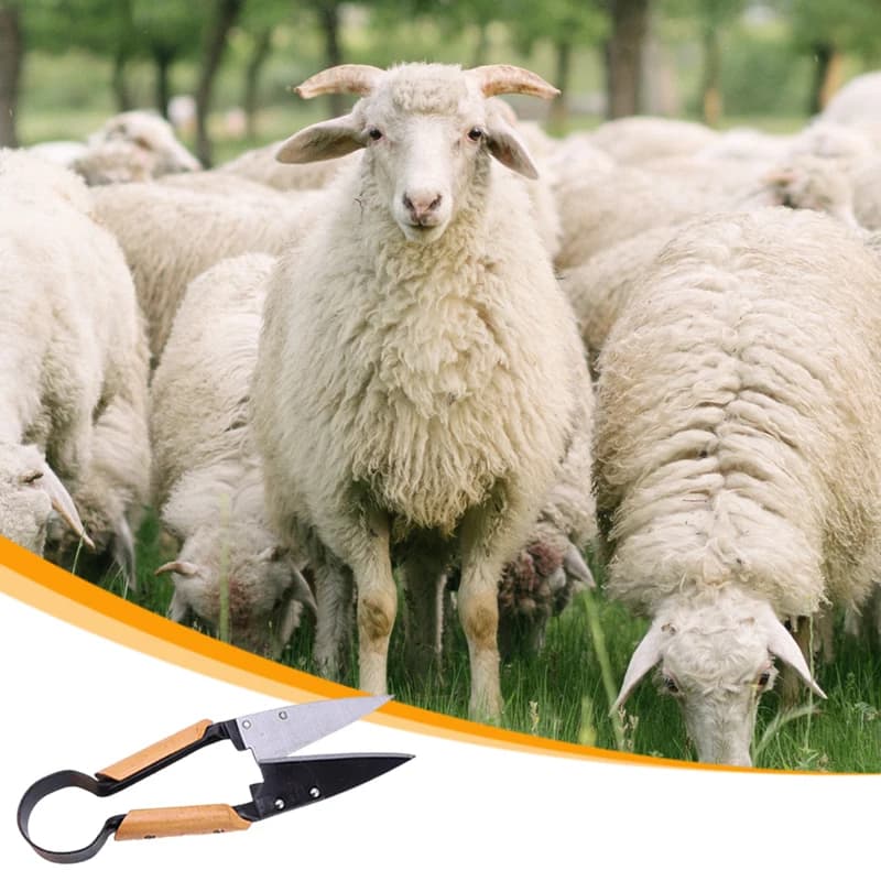 Sheep Shears | 13-Inch Heavy-Duty Blades | Ergonomic Grip - Thumbnail 5