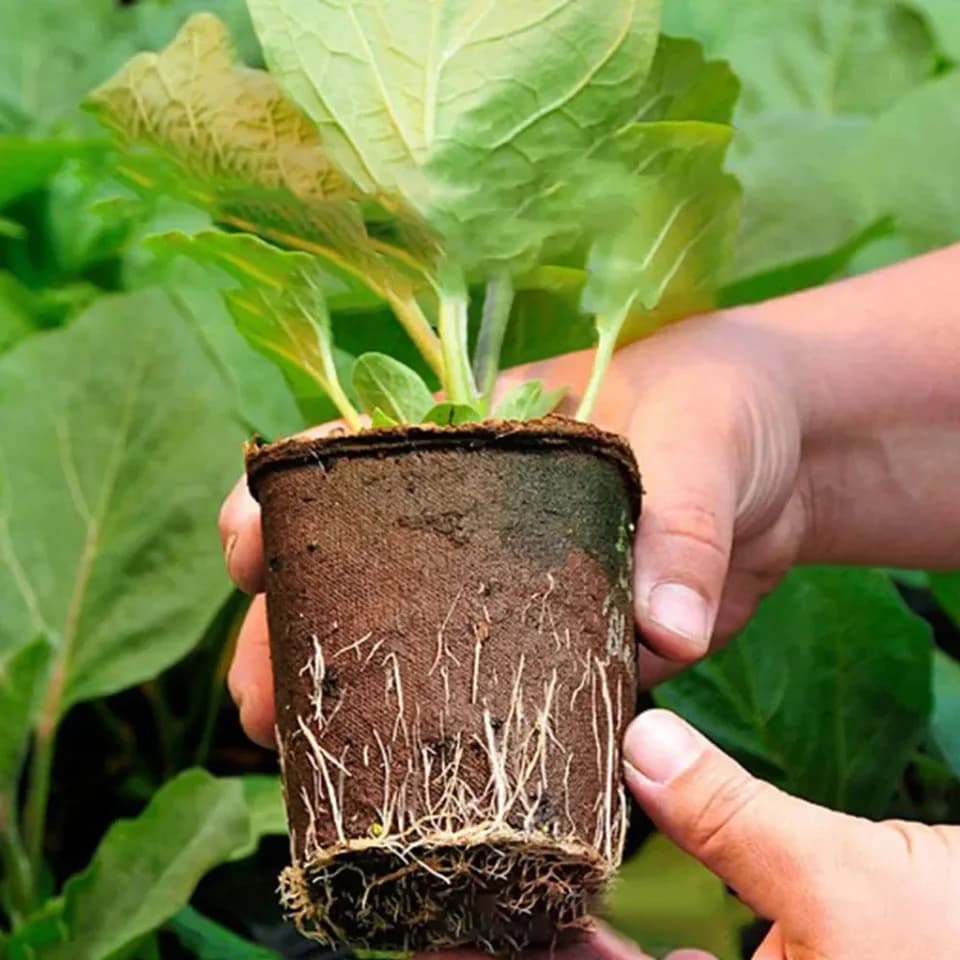 6cm Biodegradable Seed Plant Trays | 50pc Peat Pots | Eco-friendly Seedling Starters - Thumbnail 5