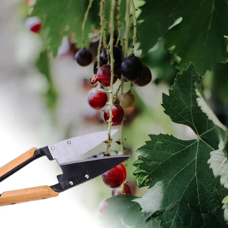 Sheep Shears | 13-Inch Heavy-Duty Blades | Ergonomic Grip - Thumbnail 4