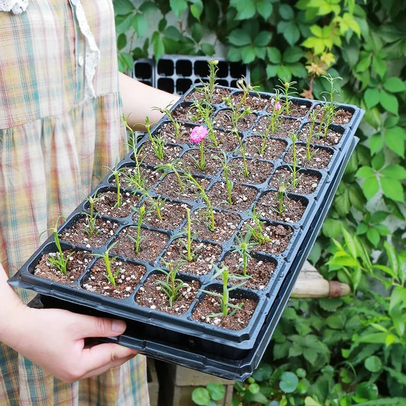 Seed Trays Cells | Drainage Holes for Succulents | Indoor/Outdoor Gardening Supply - Thumbnail 4