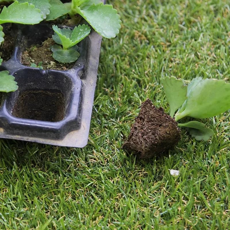 Seed Trays Cells | Drainage Holes for Succulents | Indoor/Outdoor Gardening Supply - Thumbnail 2