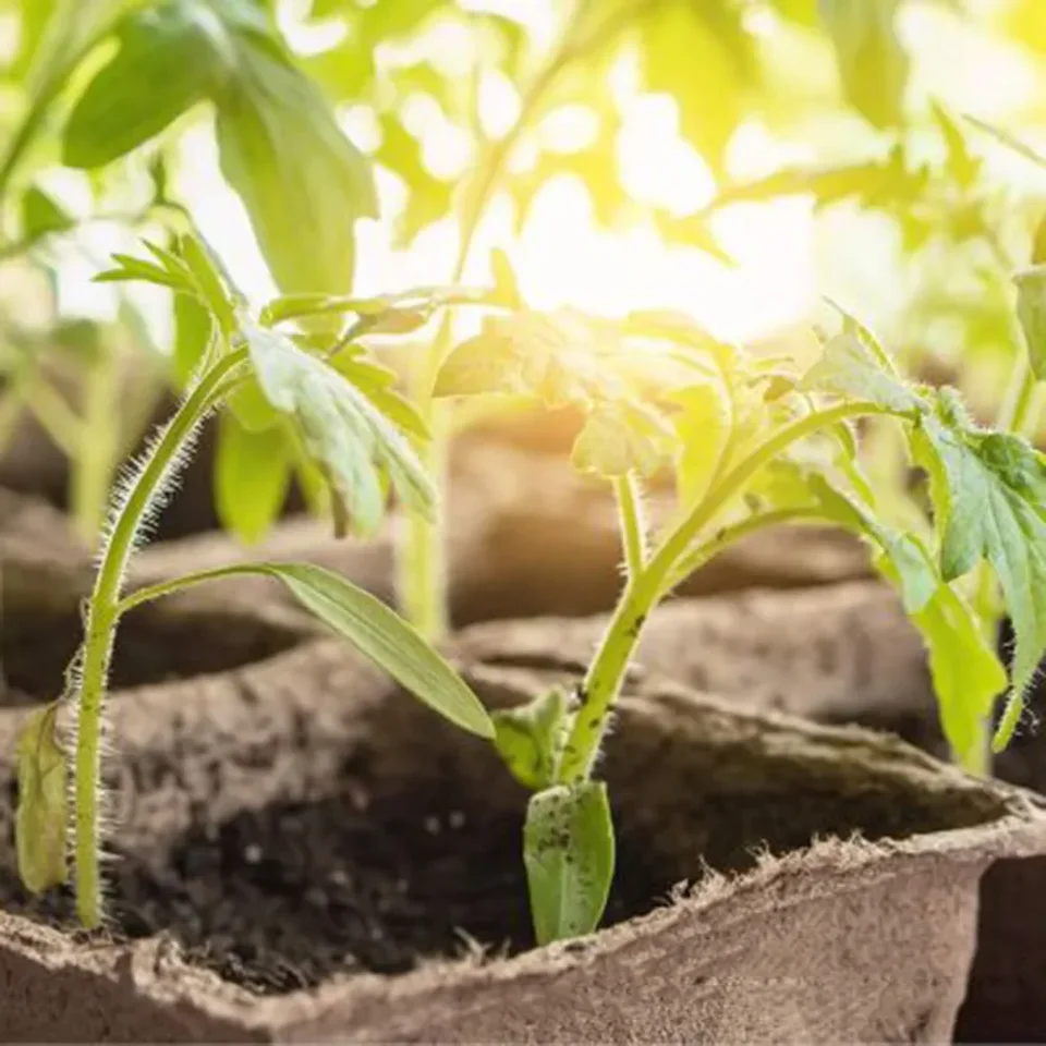 6cm Biodegradable Seed Plant Trays | 50pc Peat Pots | Eco-friendly Seedling Starters - Thumbnail 6