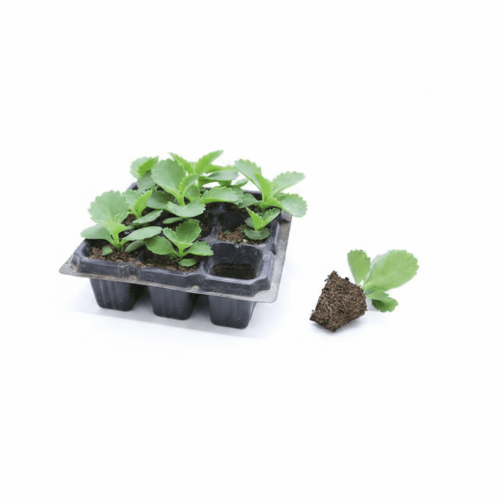 Seed Trays Cells, a single tray with multiple cells.